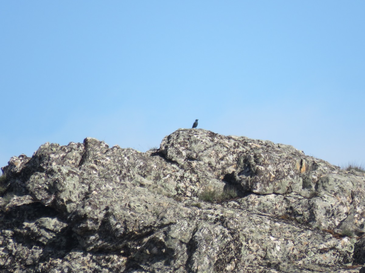 Blue Rock-Thrush - ML553428441