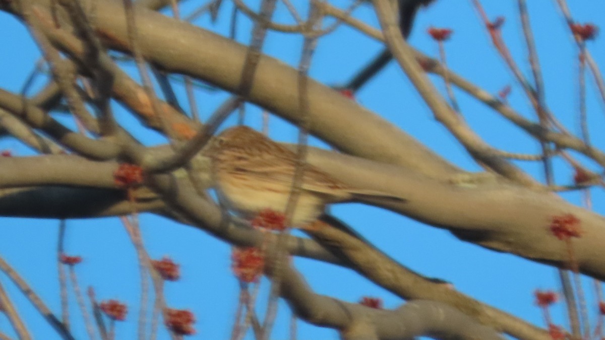 Vesper Sparrow - ML553428801