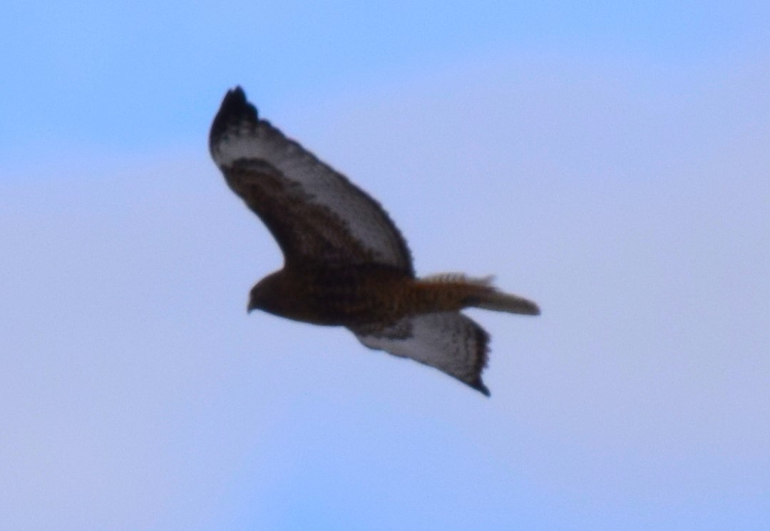 Red-tailed Hawk - ML553429051