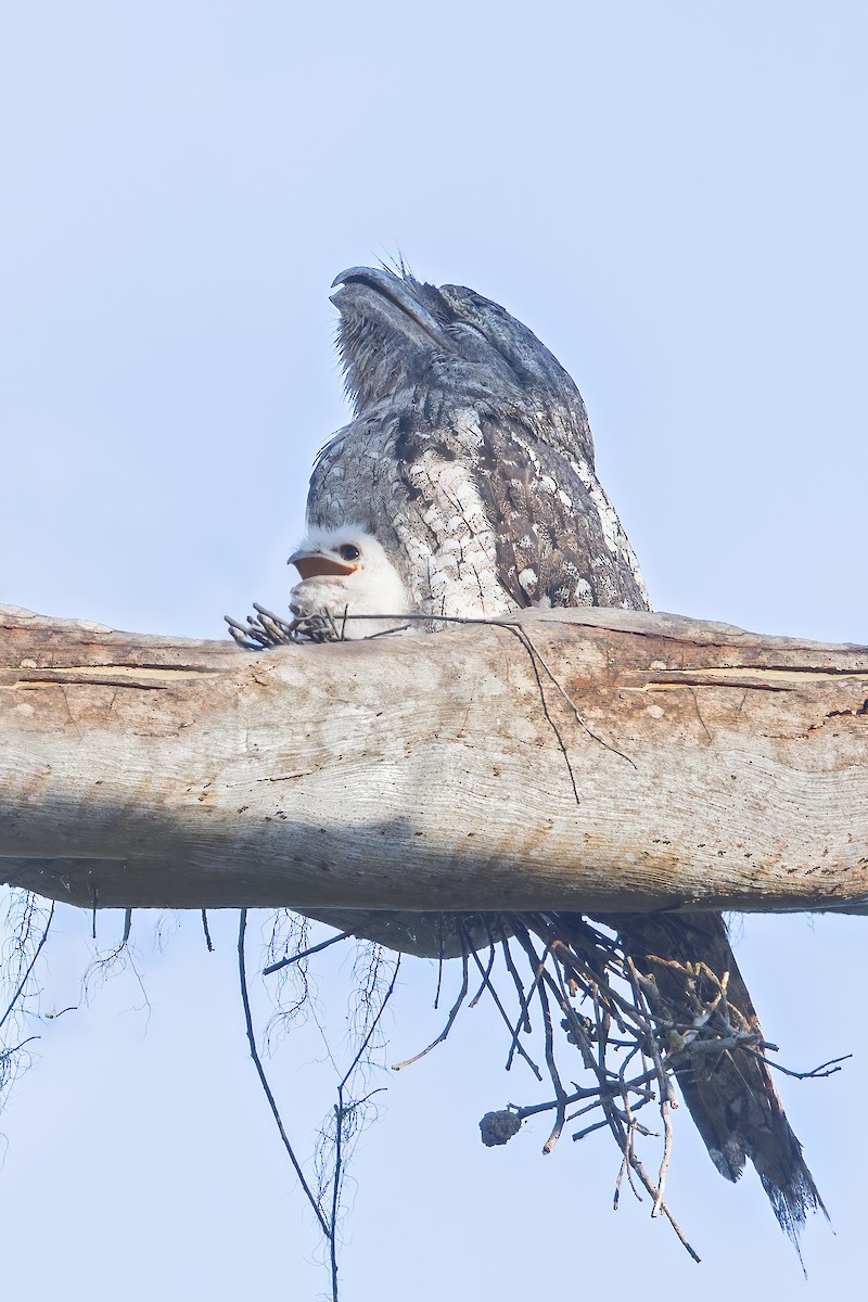 Papuan Frogmouth - ML553429401