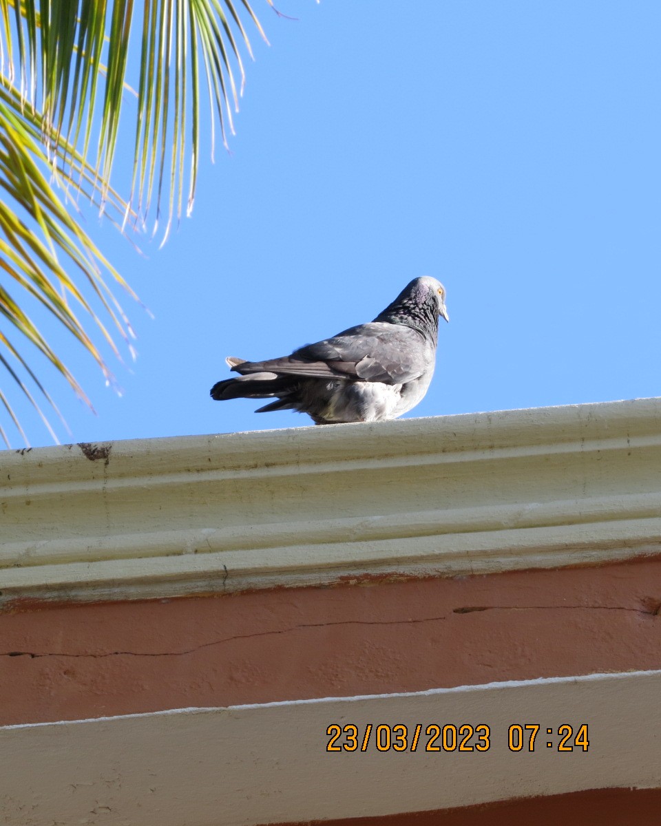 Rock Pigeon (Feral Pigeon) - ML553429501