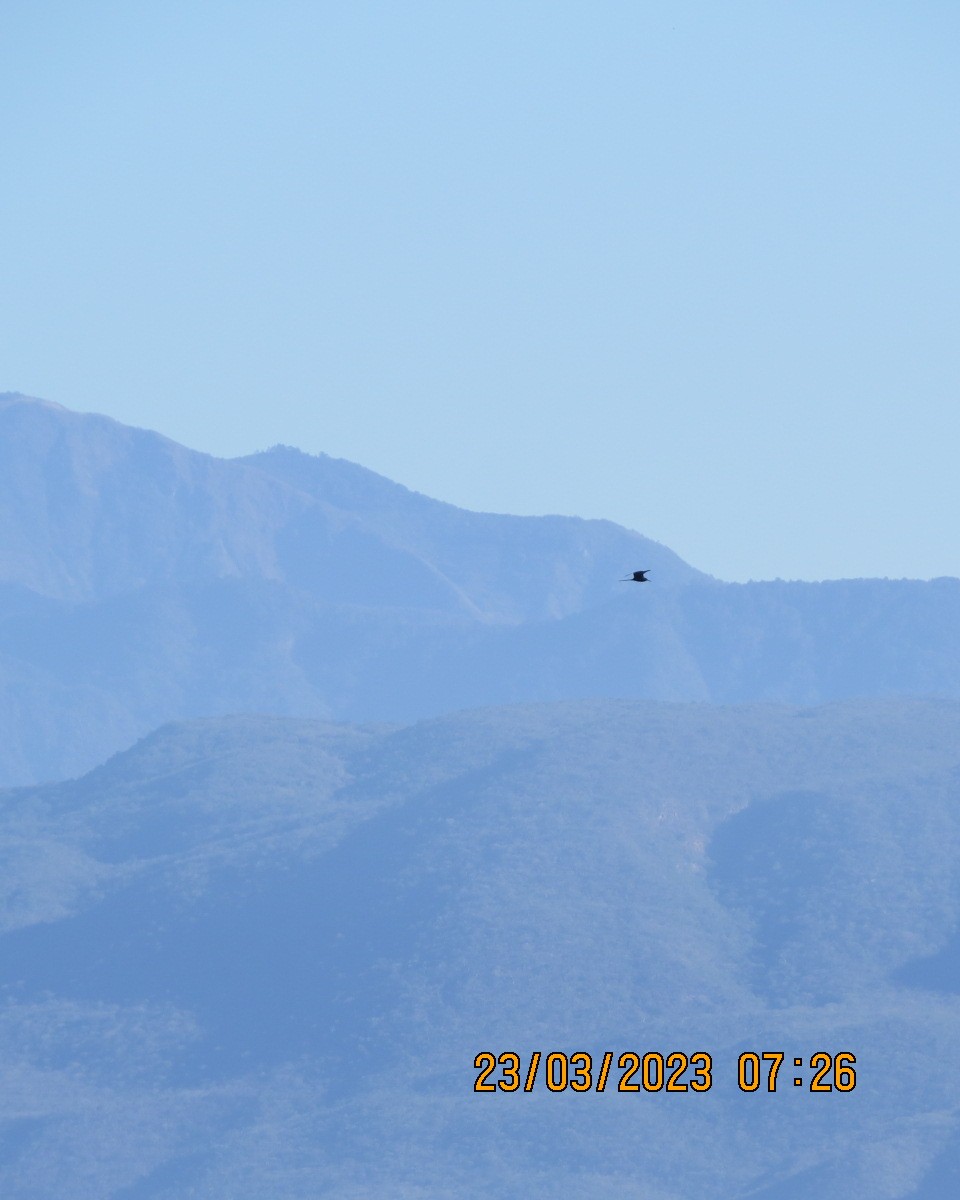 Magnificent Frigatebird - ML553429591