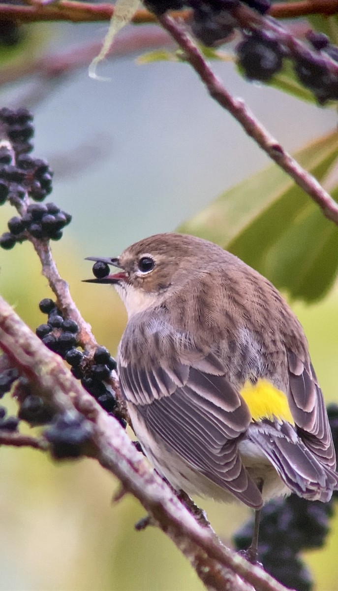 Yellow-rumped Warbler - ML553433271