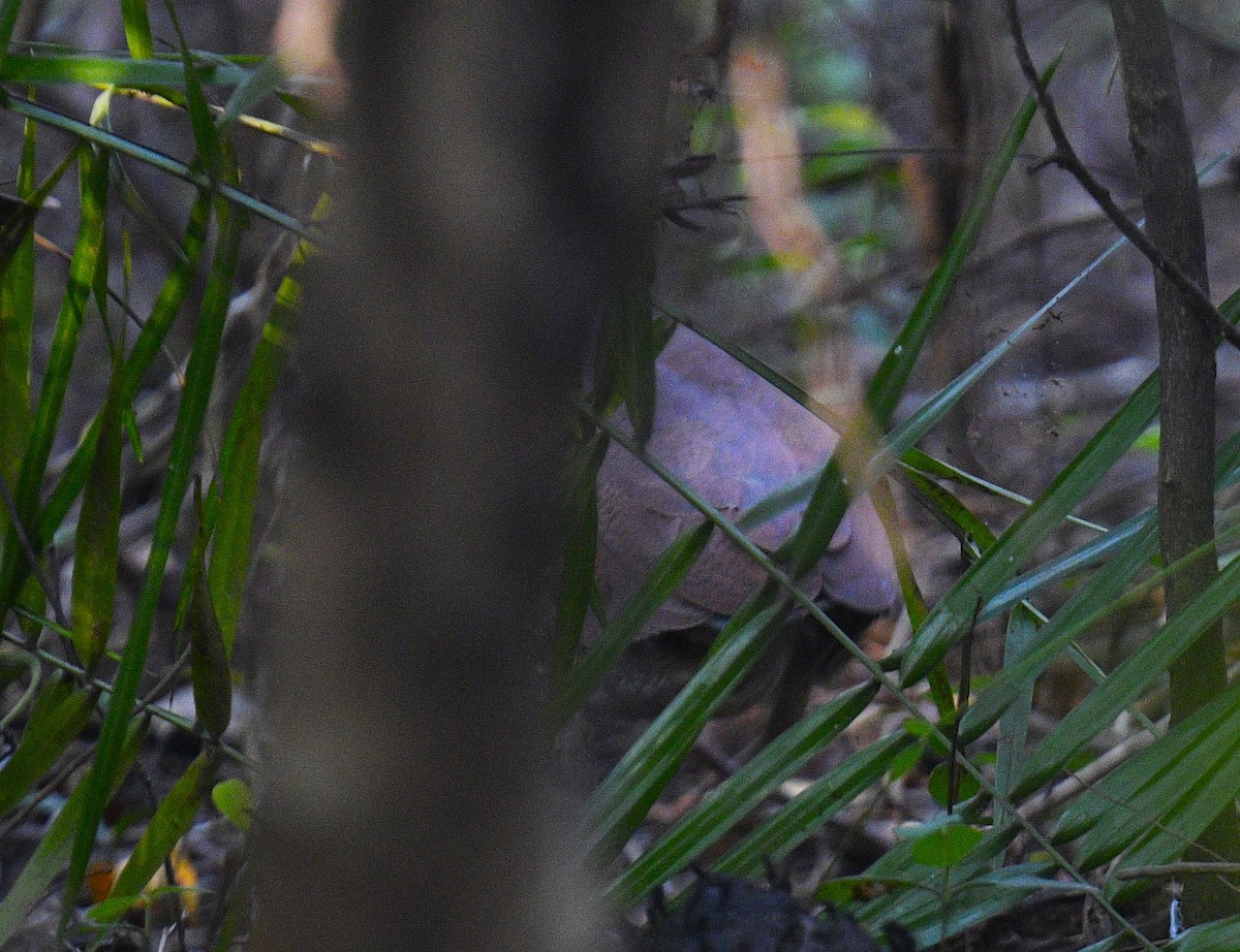 Malayan Night Heron - ML553435131