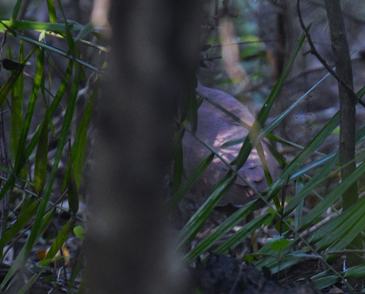 Malayan Night Heron - ML553435141