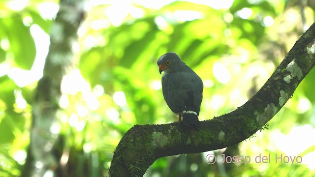 Semiplumbeous Hawk - ML553437011