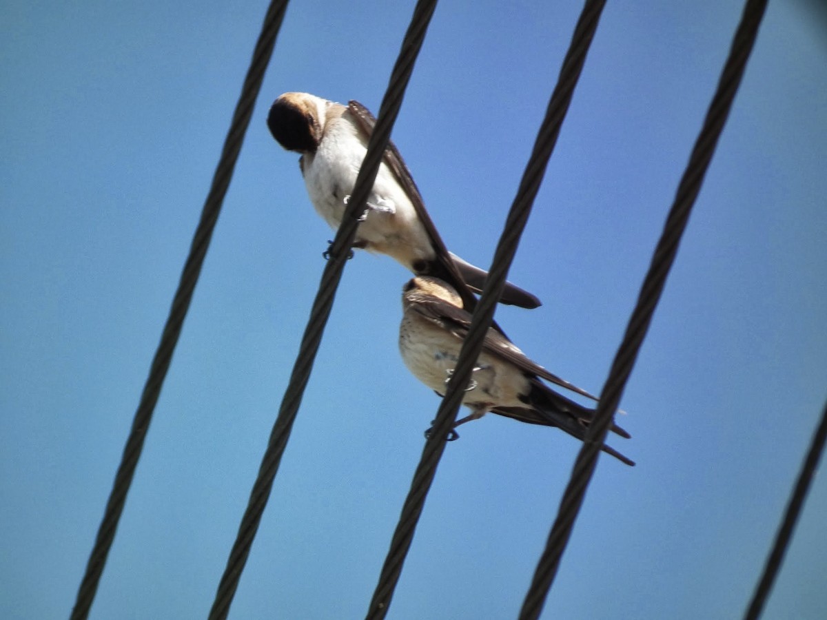 Hirondelle rousseline - ML553437751