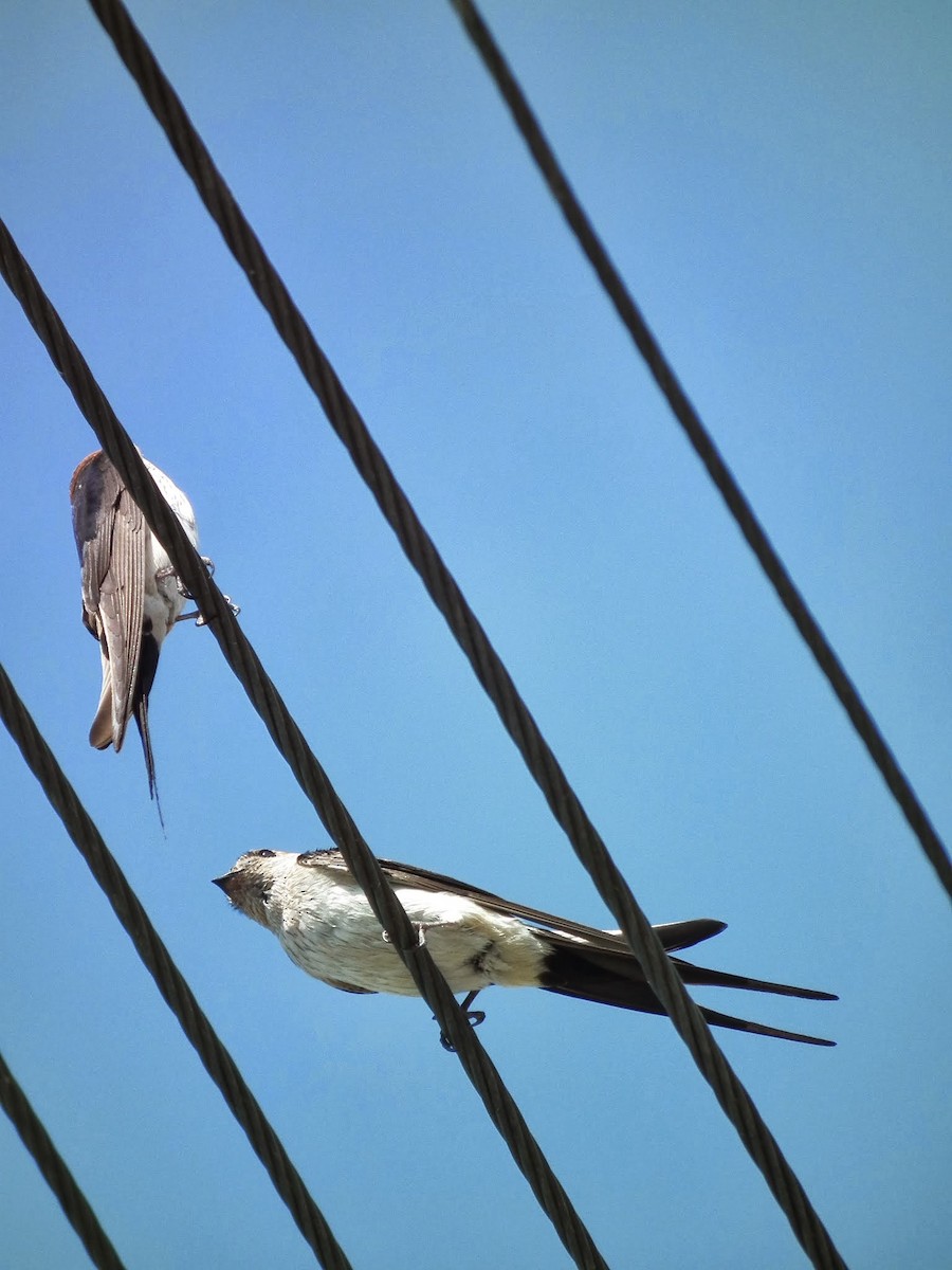 Red-rumped Swallow - ML553437761