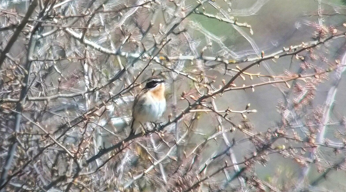 Whinchat - Javier Morala/MCBirding.com