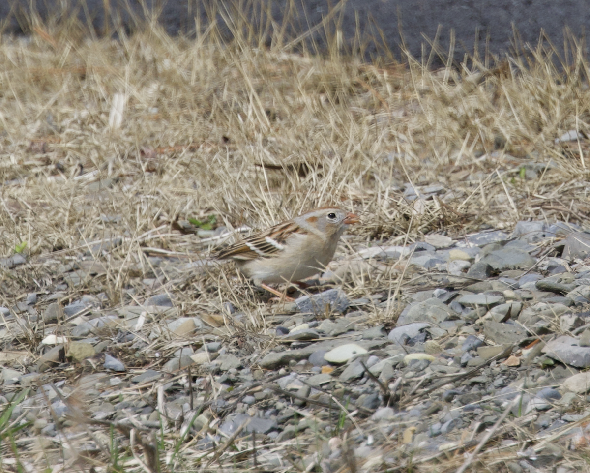 Field Sparrow - ML553439211