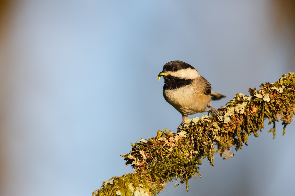 Black-capped Chickadee - Scott Carpenter