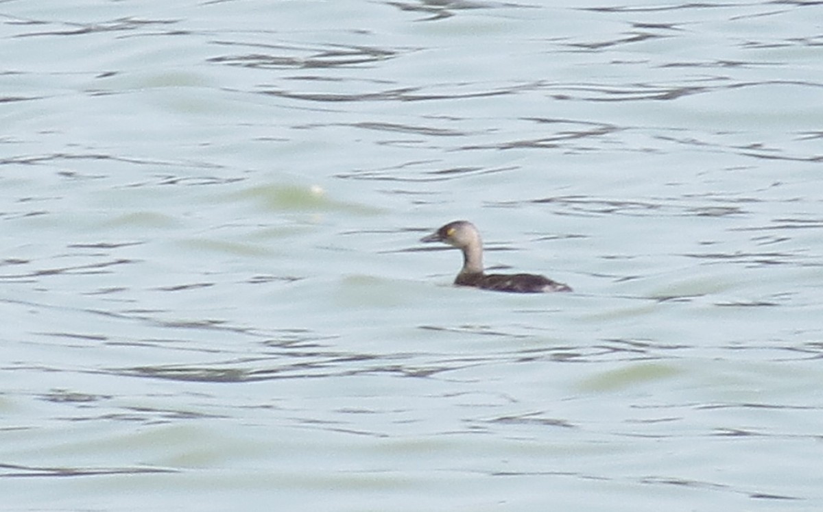 Least Grebe - ML55344071