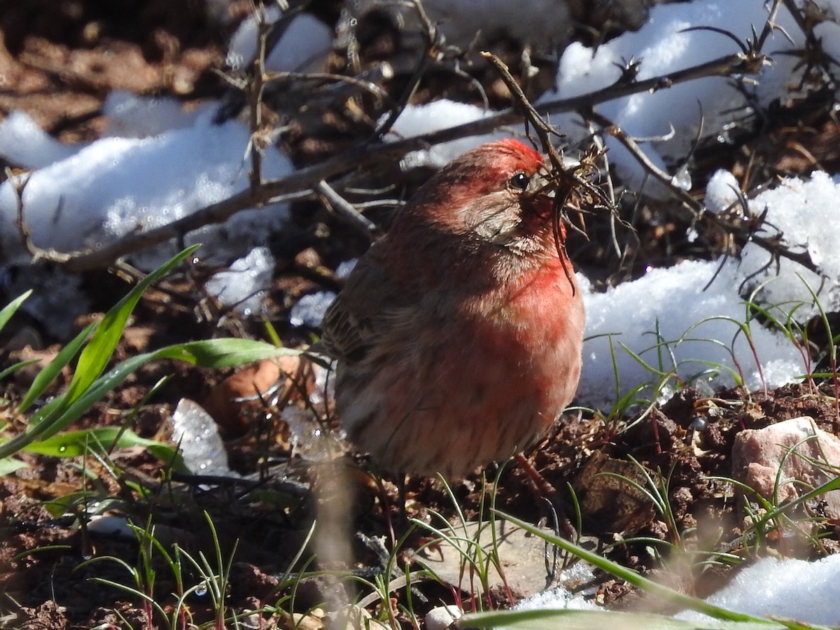 House Finch - ML553442391