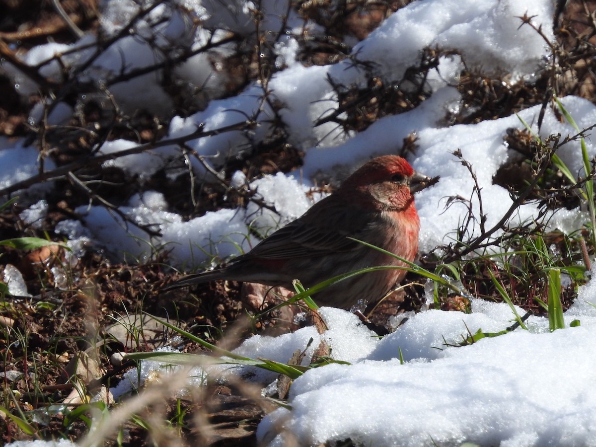 House Finch - ML553442411