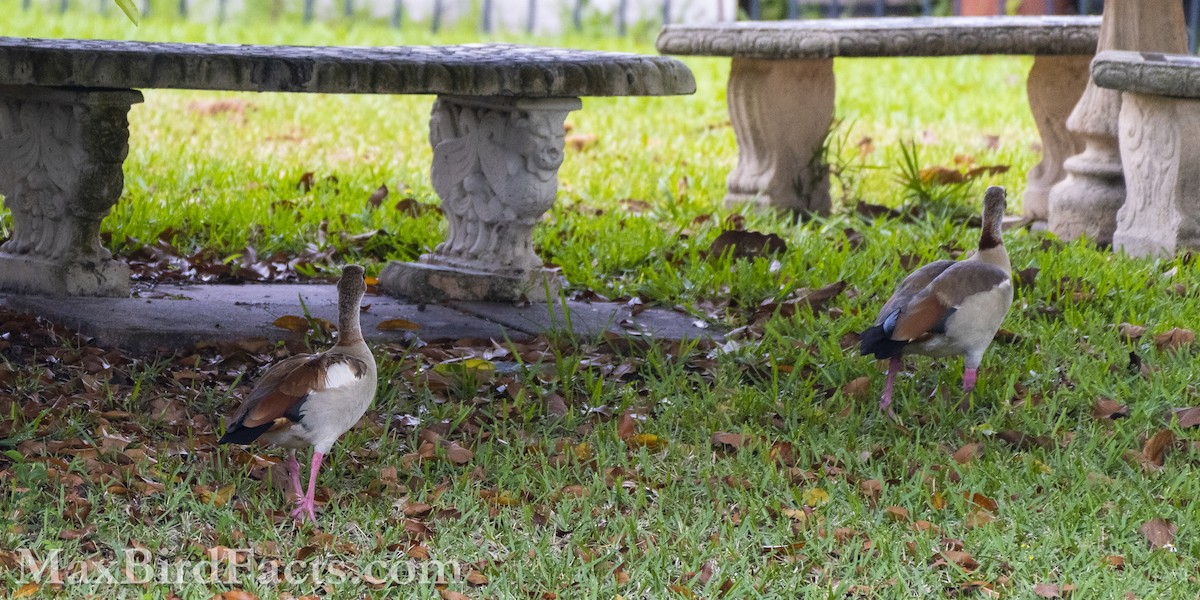 Egyptian Goose - ML553442601