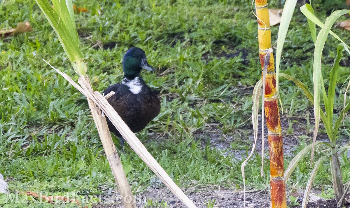 Mallard (Domestic type) - ML553442661