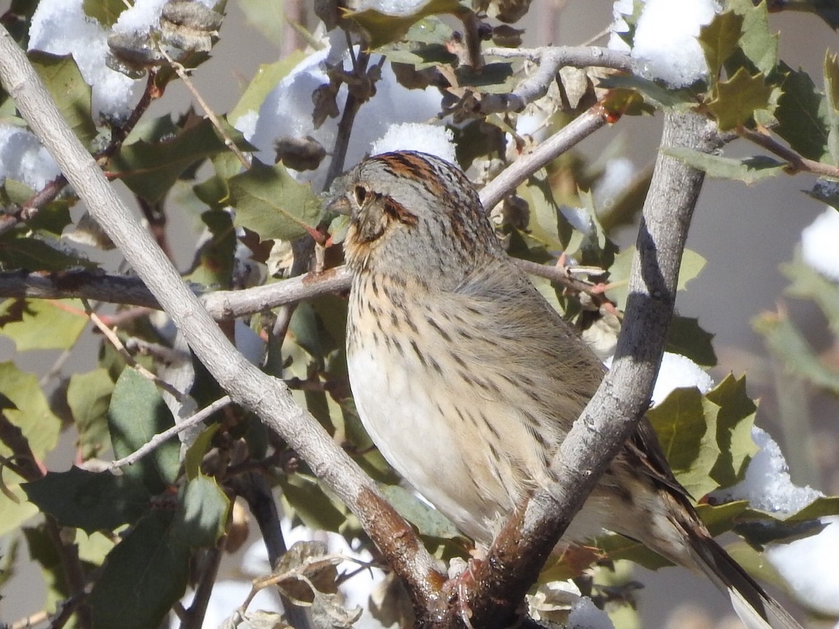 Lincoln's Sparrow - Michael Dolfay