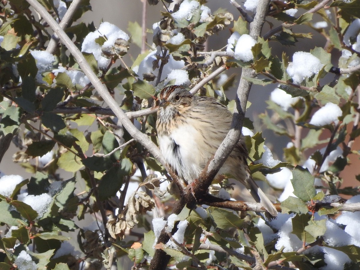 Lincoln's Sparrow - ML553442811