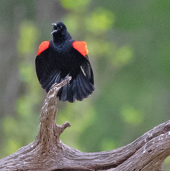 Red-winged Blackbird - ML553443201