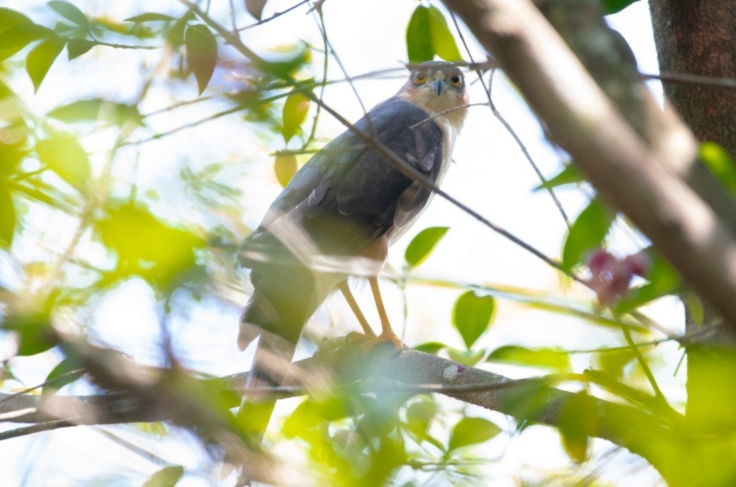 Bicolored Hawk - ML553443681