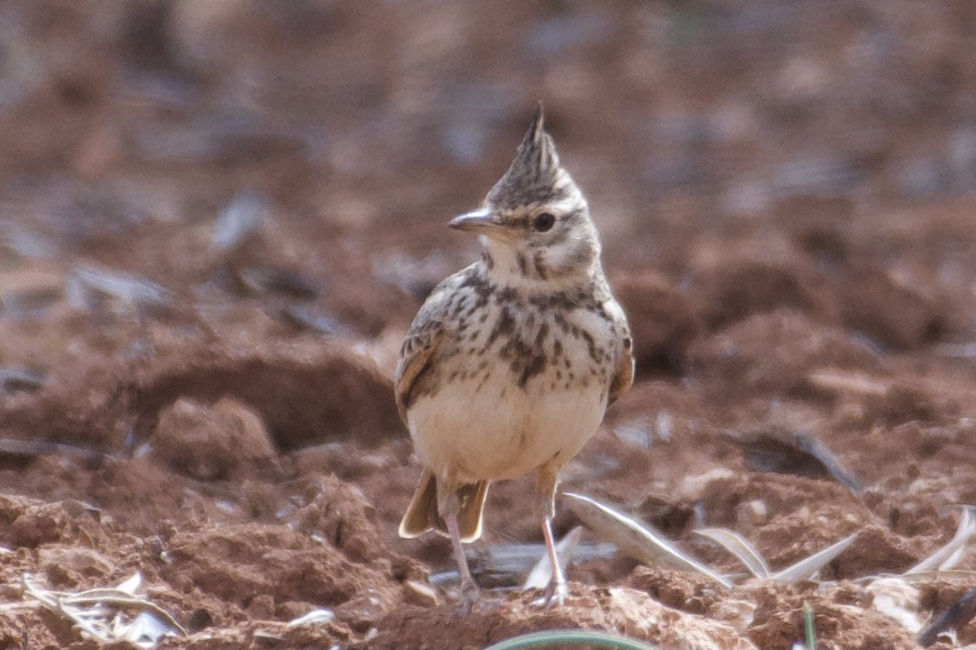 Crested Lark - Bill Reaume