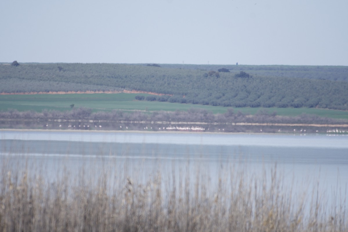 Greater Flamingo - ML553444371