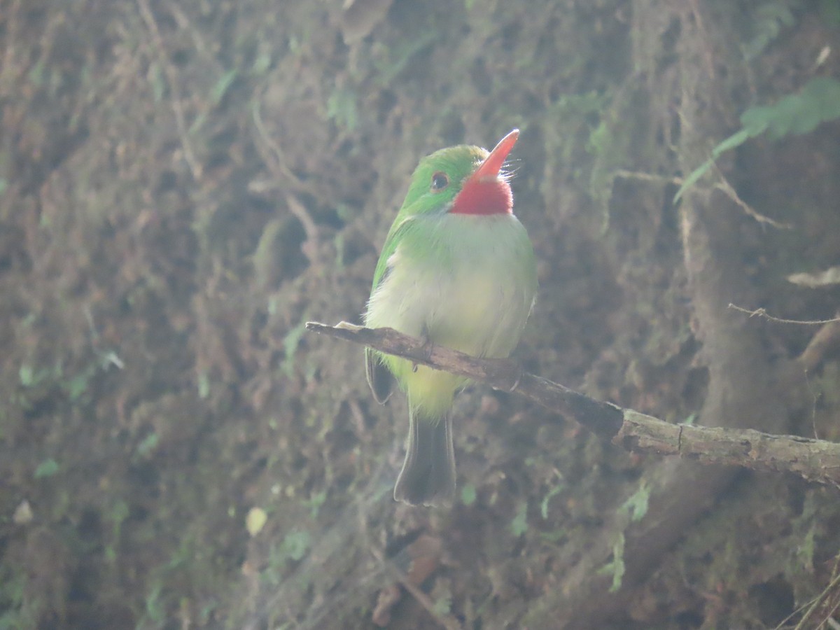 Jamaican Tody - ML553444521