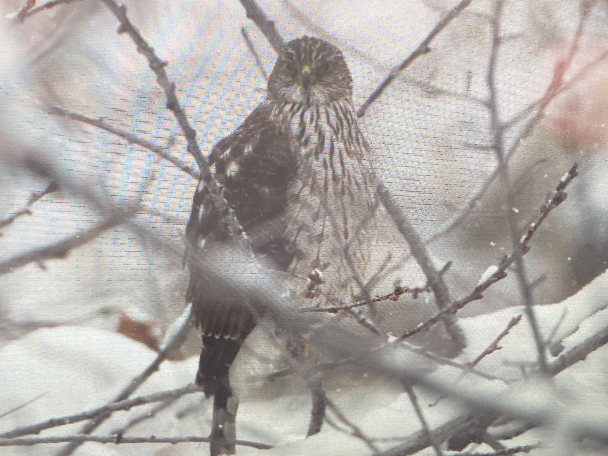 Cooper's Hawk - Adam Blundell