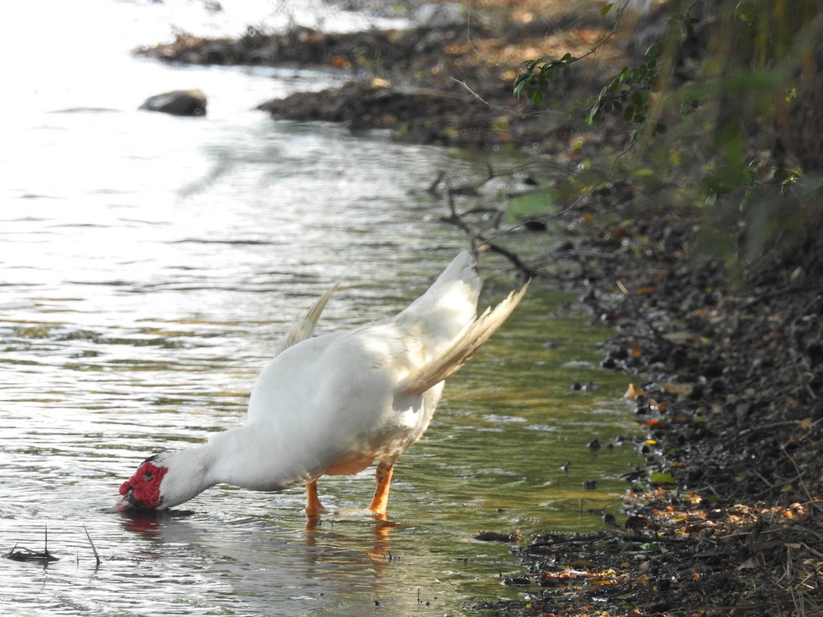 Muscovy Duck (Domestic type) - ML553444881