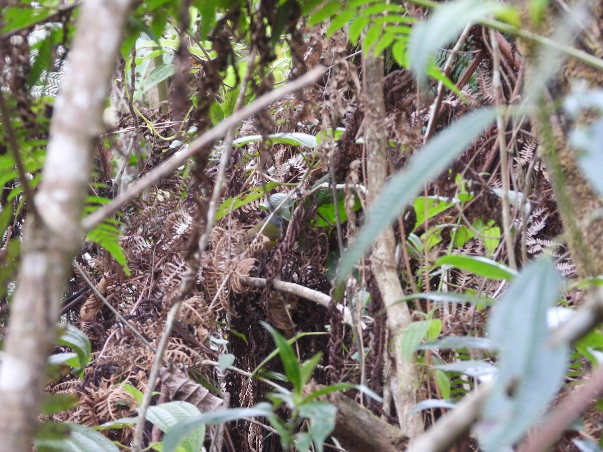 White-lored Warbler - ML553445161