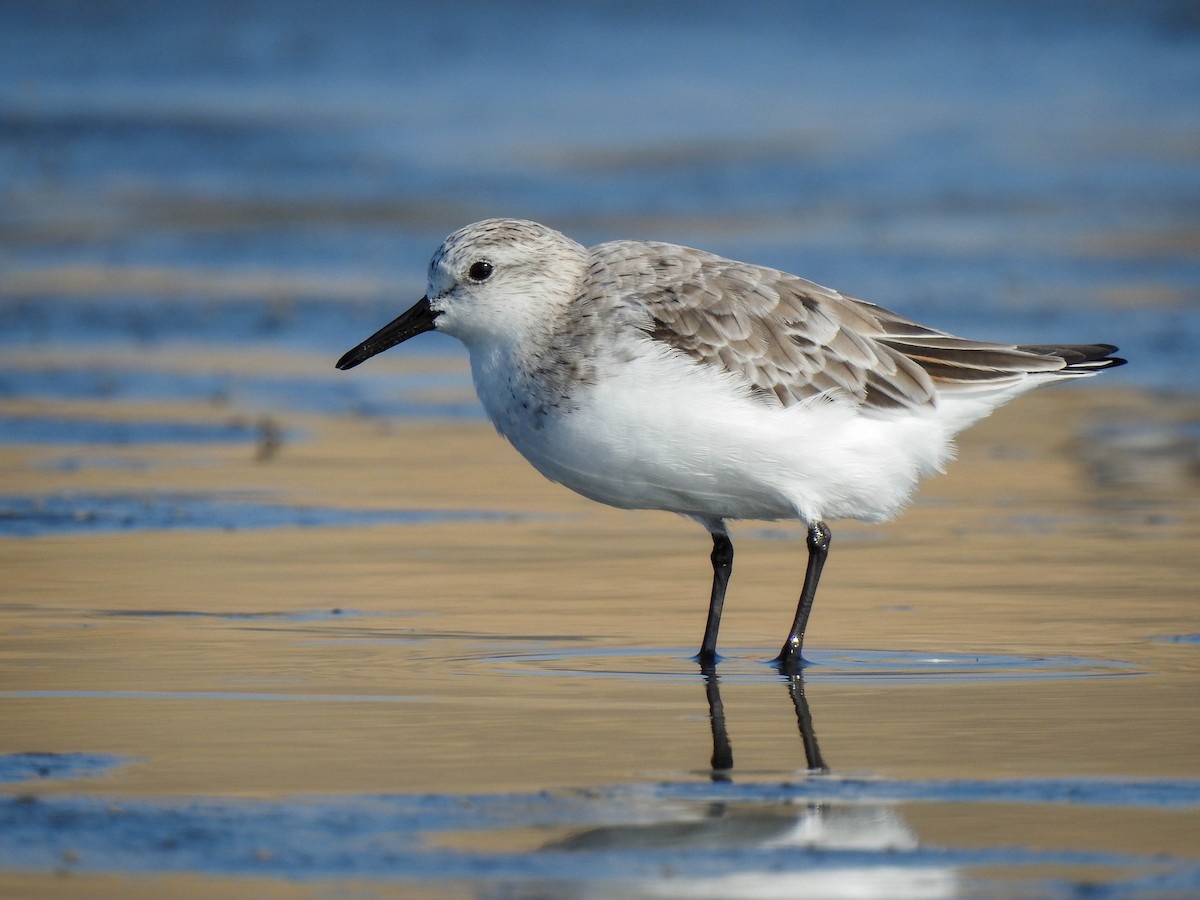 Sanderling - Renato Huayanca M. - CORBIDI