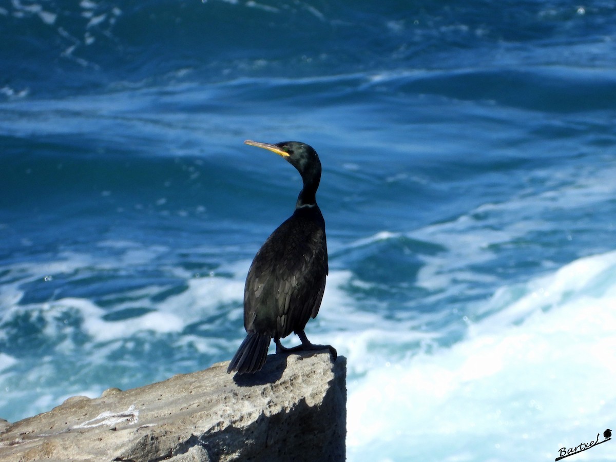 Cormorán Moñudo - ML553446301