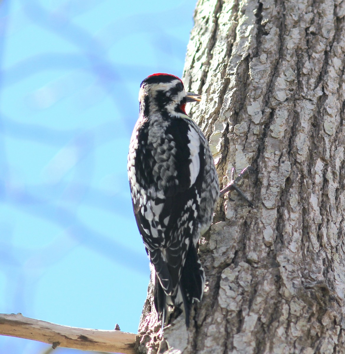 Yellow-bellied Sapsucker - ML553446651