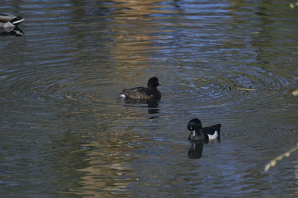 Tufted Duck - ML553447031