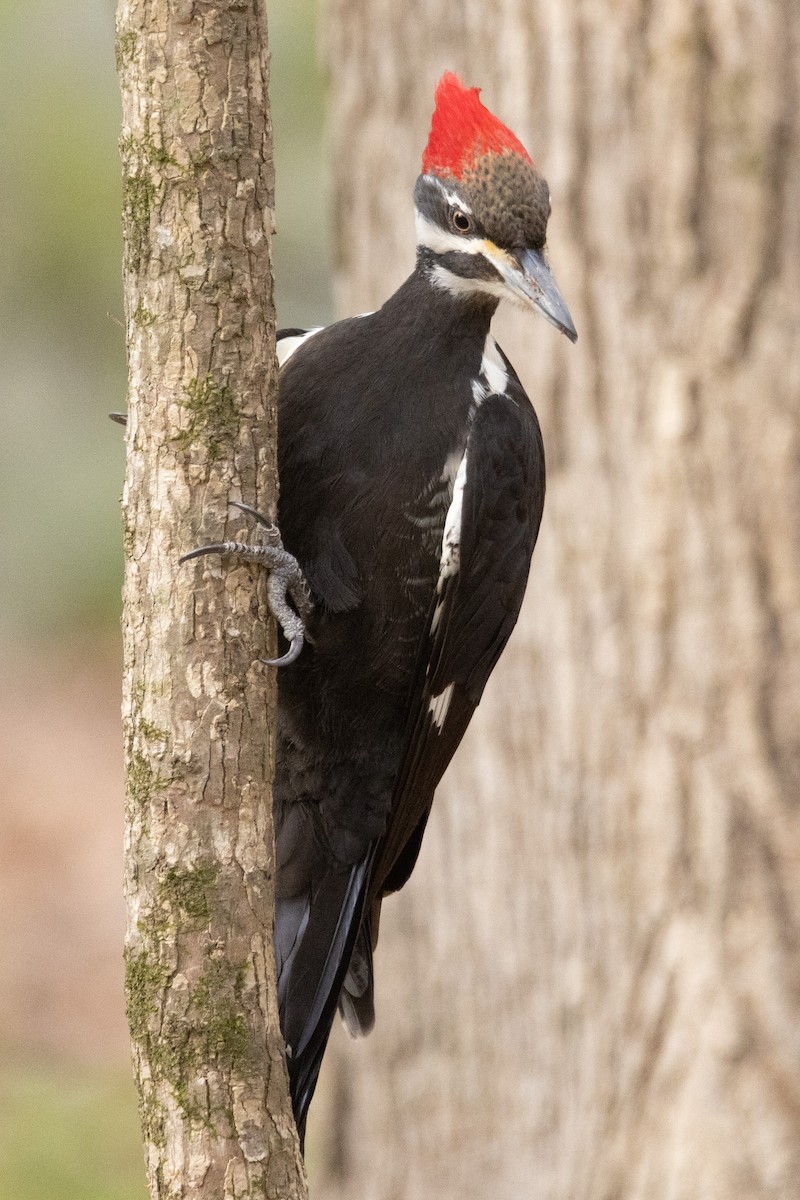 Pileated Woodpecker - ML553449421