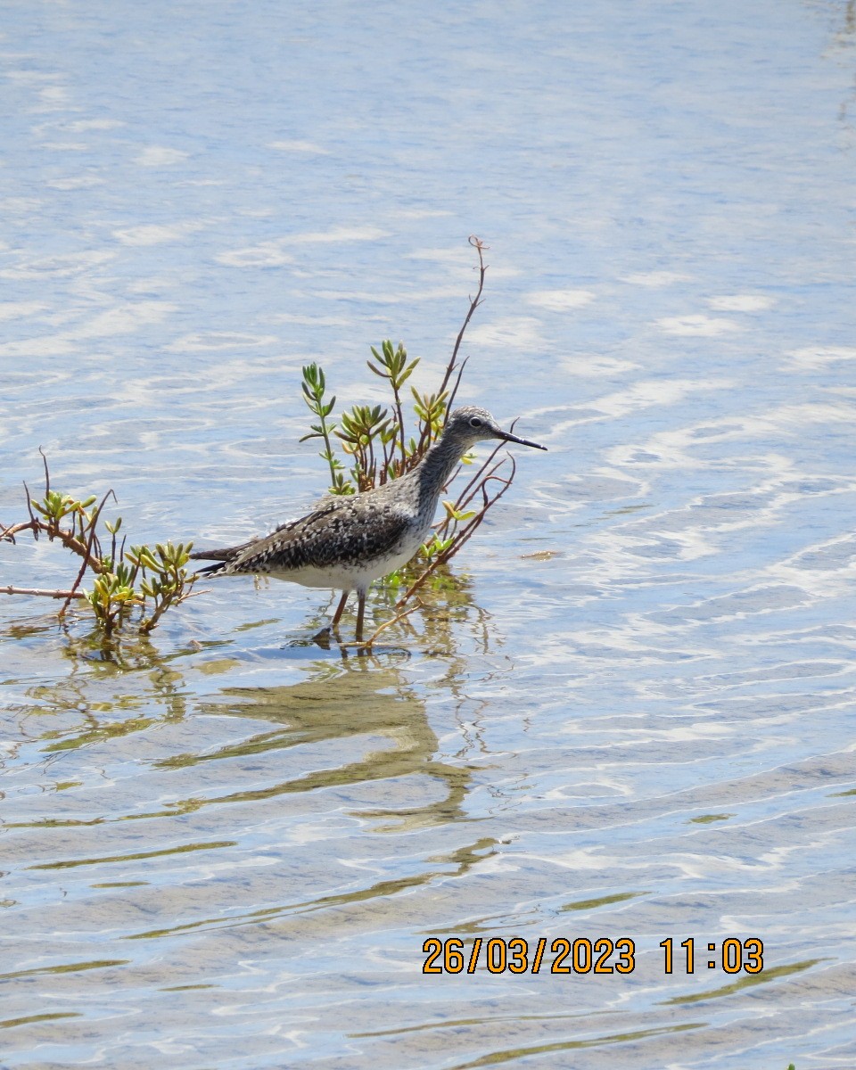 Lesser Yellowlegs - ML553450131