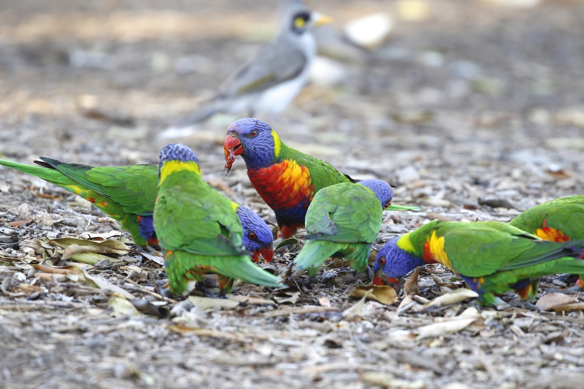 Rainbow Lorikeet - ML553450631