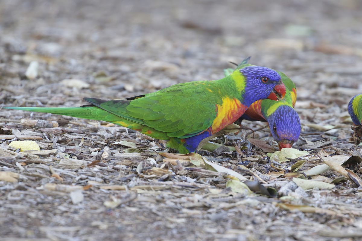 Rainbow Lorikeet - ML553450661