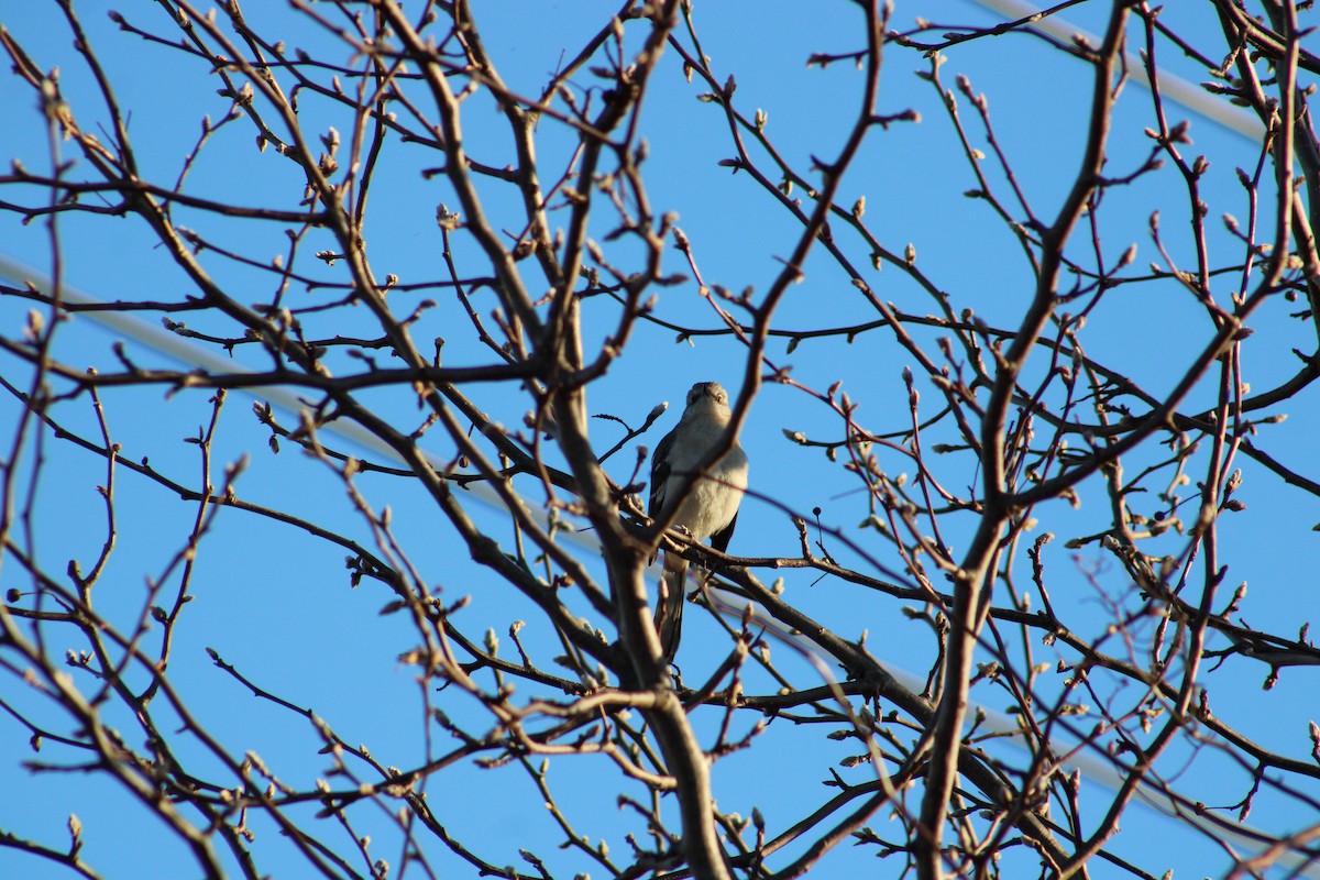 Northern Mockingbird - ML553450681