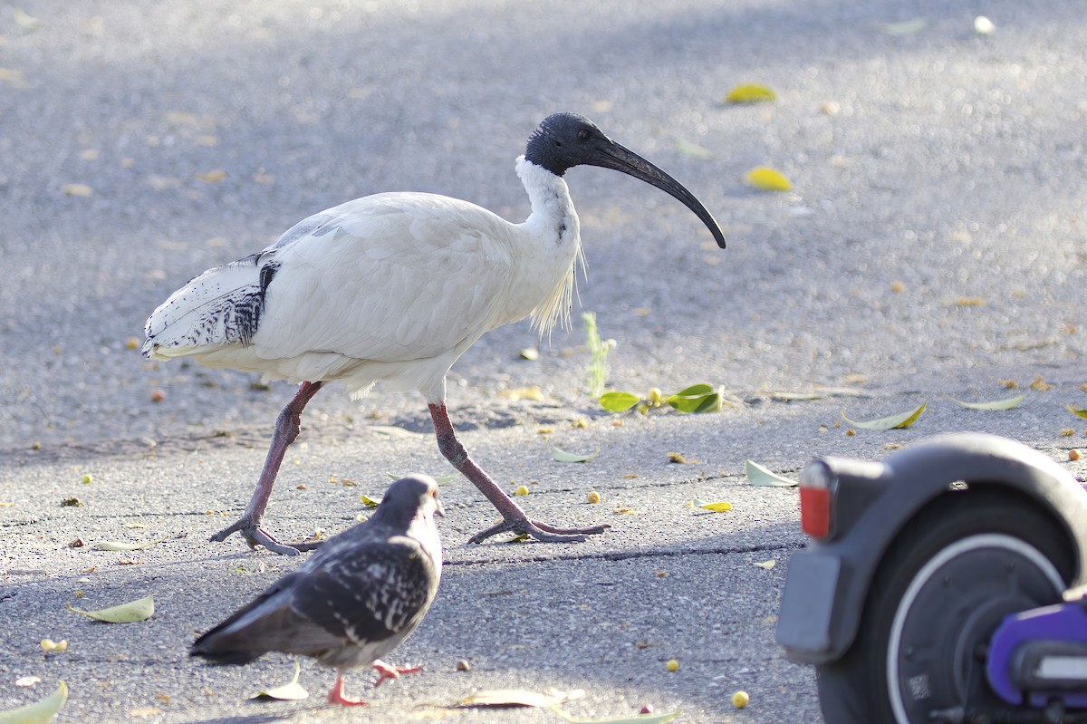 Ibis à cou noir - ML553450711