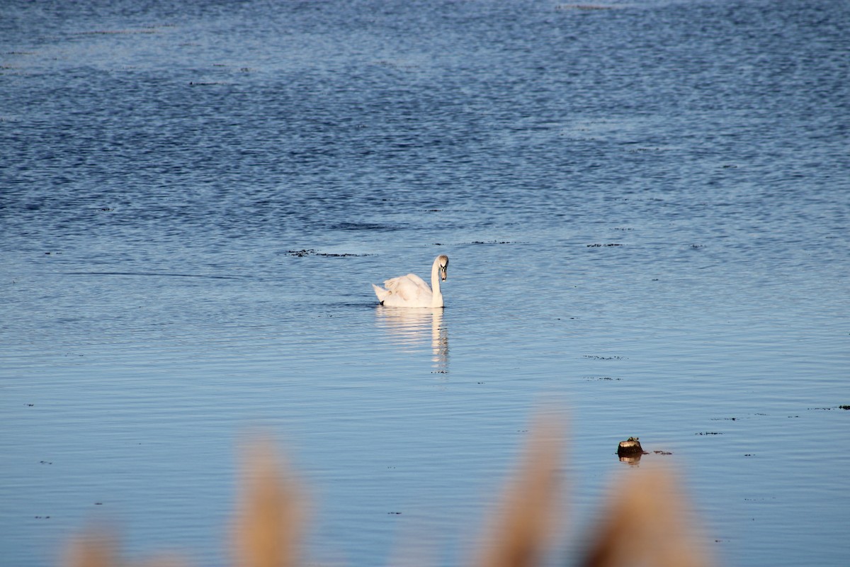 Cygne tuberculé - ML553451531