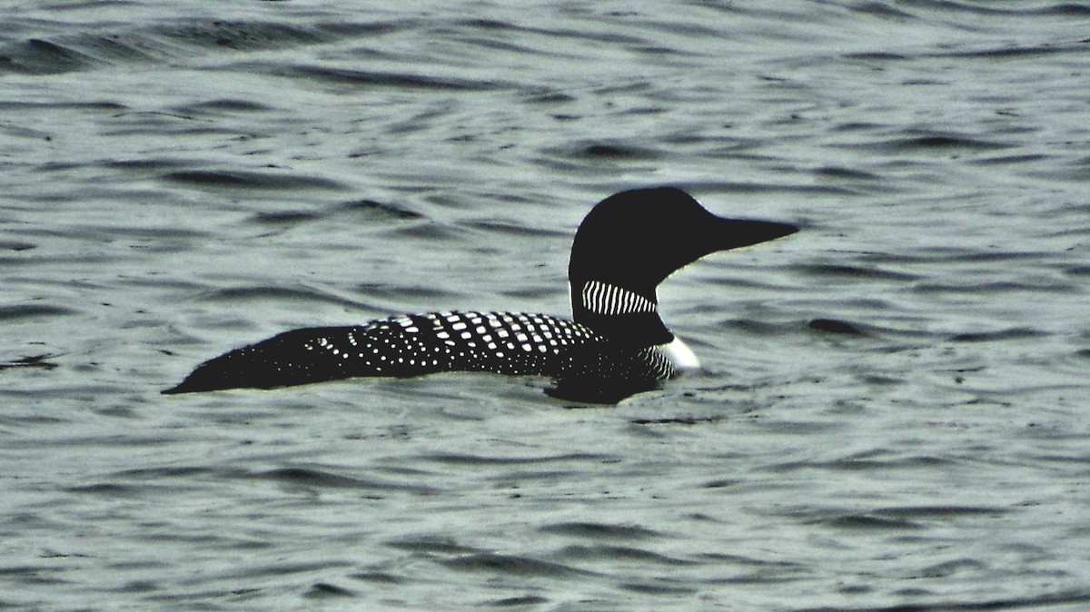Common Loon - ML553451641