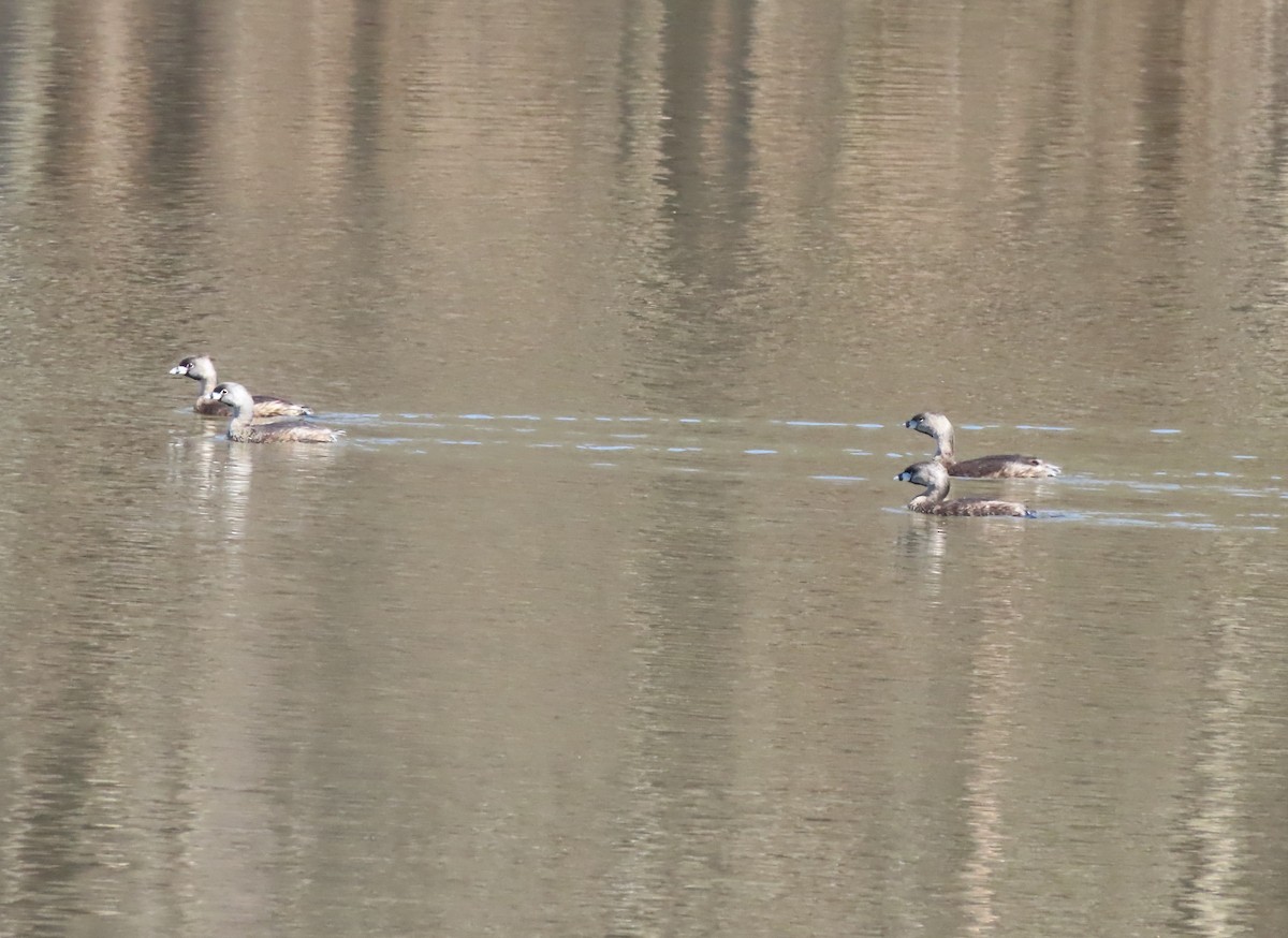 Pied-billed Grebe - ML553452361