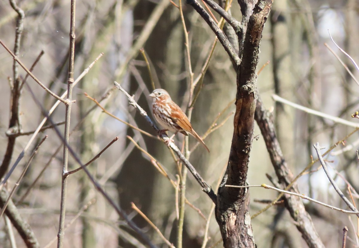 Fox Sparrow - ML553452501