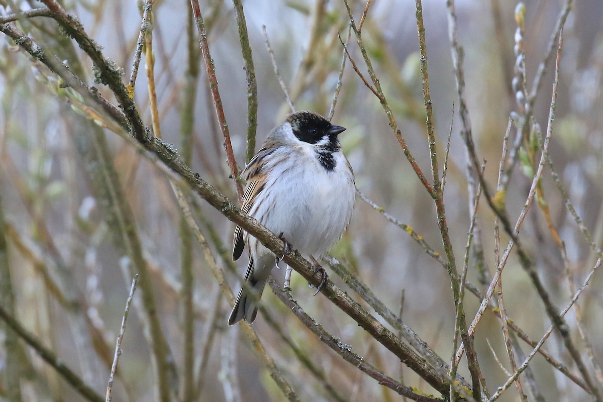 Reed Bunting - ML553452681