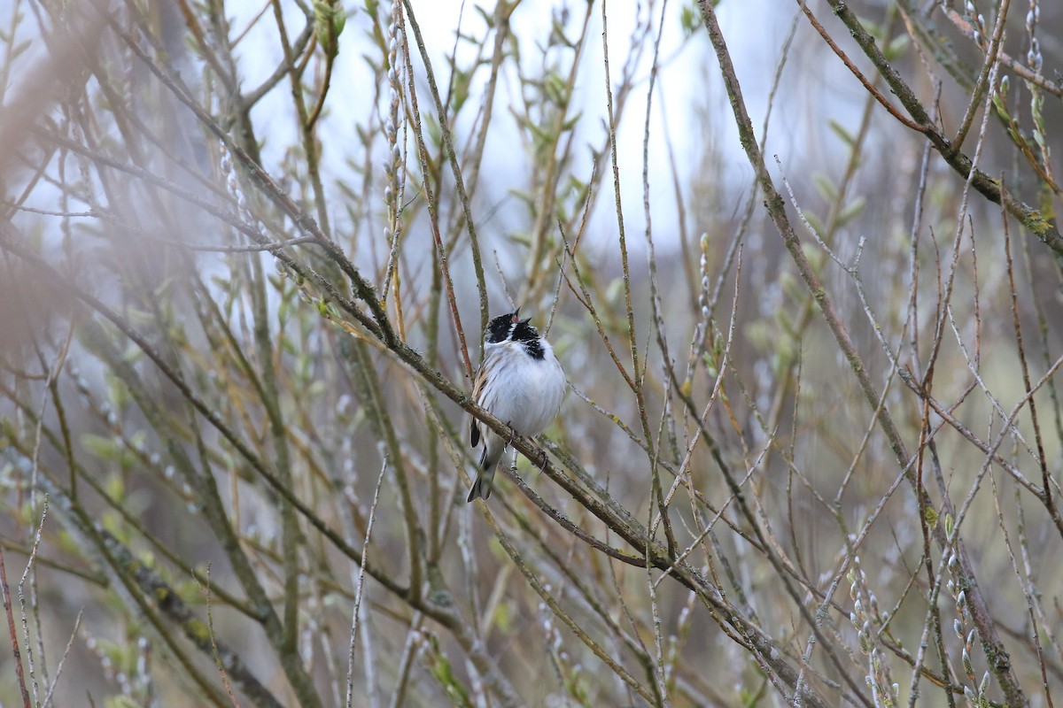 Reed Bunting - Ray Scally