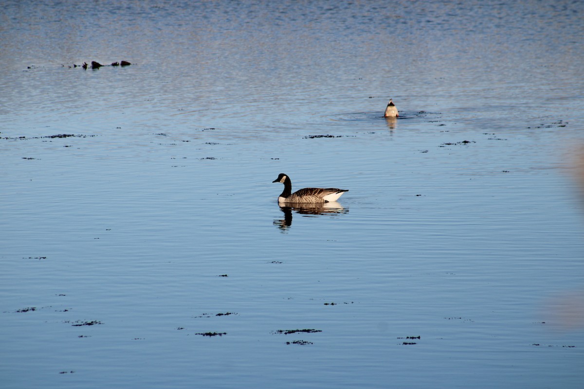 Canada Goose - ML553453241