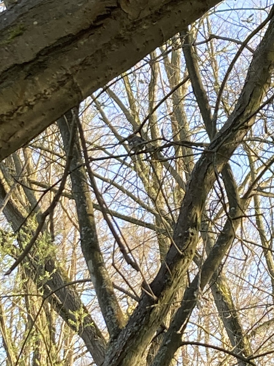 Common Chaffinch - ML553454261