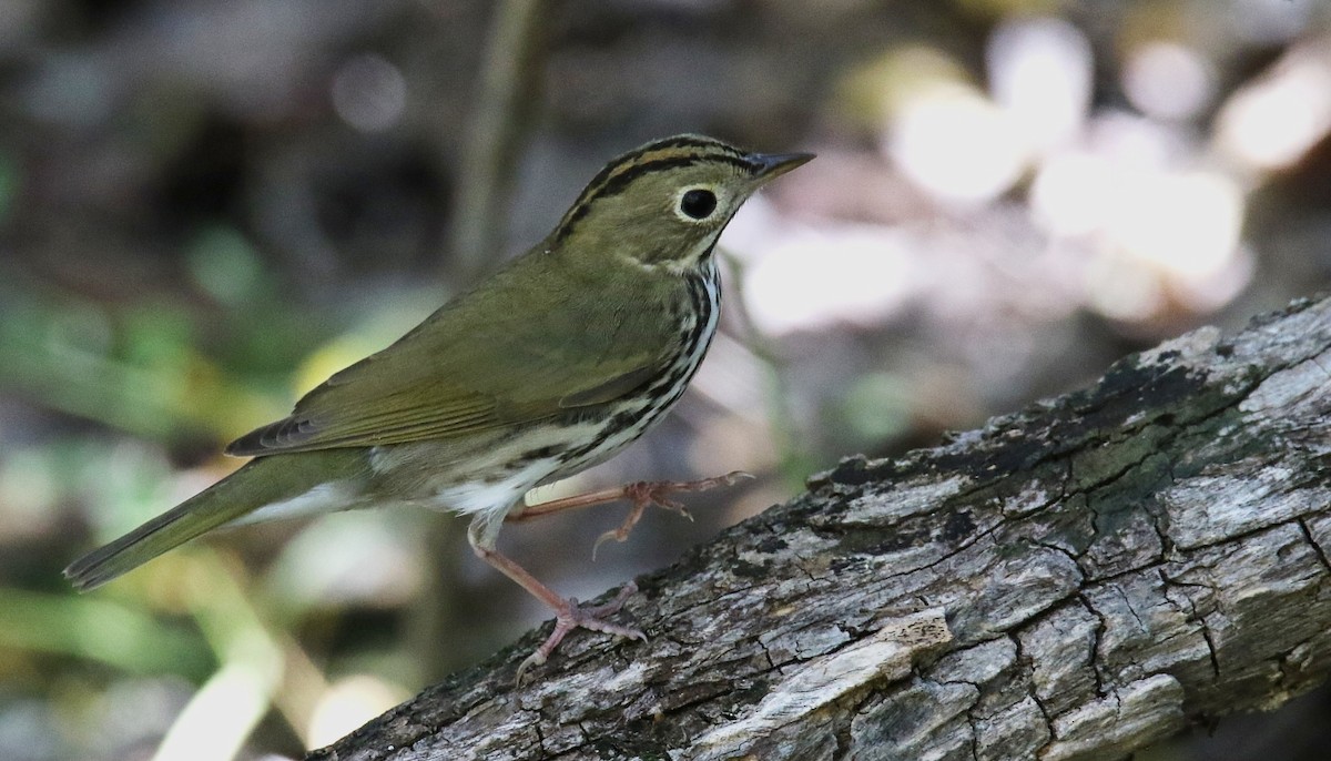 Ovenbird - Pavel Parkhaev