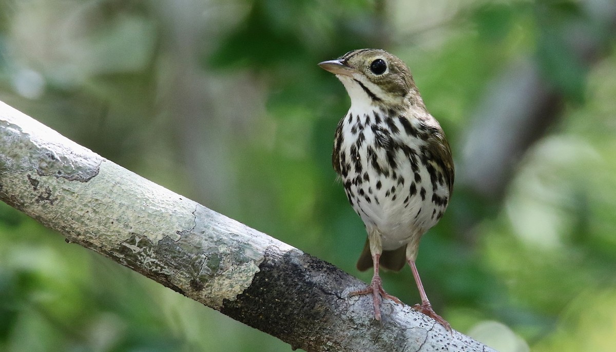 Ovenbird - Pavel Parkhaev